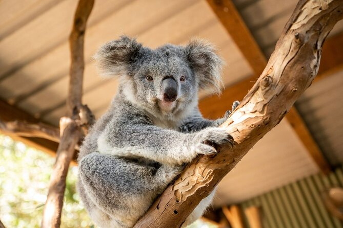 Blue Mountains Day Tour -Scenic World, Koalas & Roos (15 ppl LUX) - Key highlights that matter