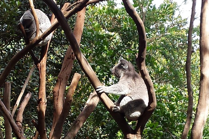 Blue Mountains Day Tour With Bushwalks, Waterfalls & Featherdale - Featherdale Wildlife Park: the easy win for animal lovers