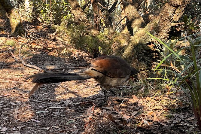 Blue Mountains Full Day Guided Tour - Morning on the mountain: lookouts plus short hikes
