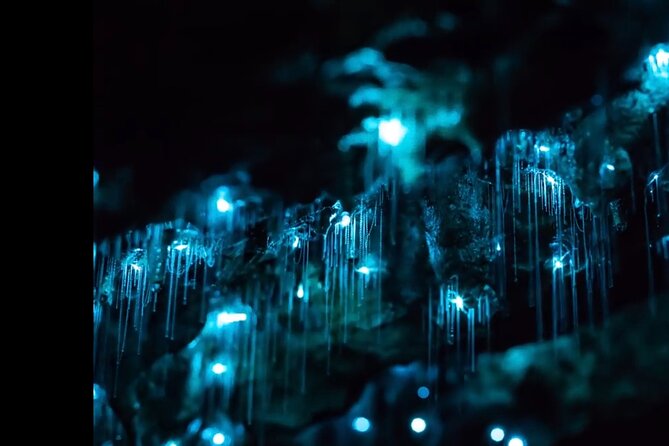 Blue Mountains Hiking Glow worms Cave Wildlife Spotlighting Night Adventure - Key highlights you will feel immediately