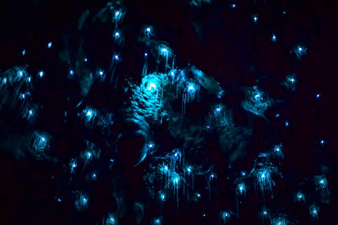 Blue Mountains Hiking Glow worms Cave Wildlife Spotlighting Night Adventure - How physically demanding is this hike?