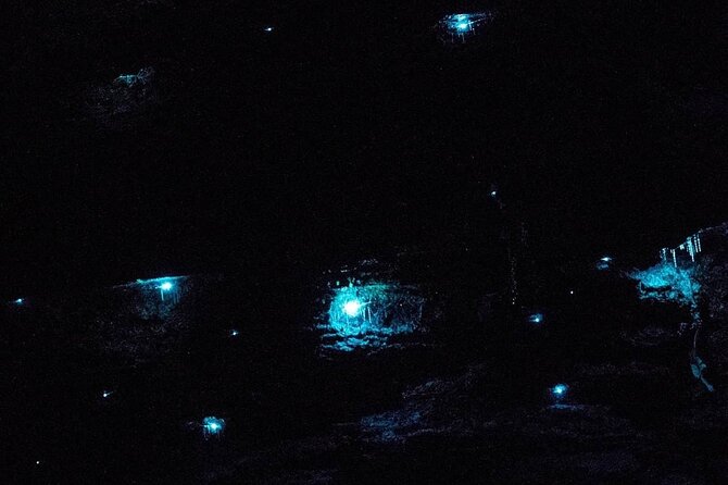 Blue Mountains Hiking Glow worms Cave Wildlife Spotlighting Night Adventure - Pickup and timing: less stress, more time in the dark