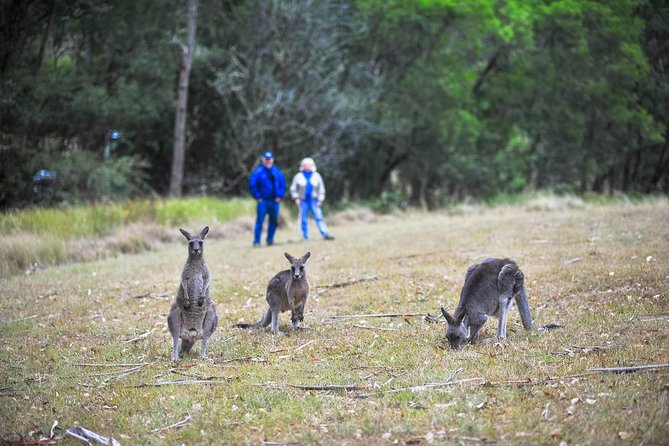 Blue Mountains Private Tour from Sydney - Wentworth Falls Lookout: your first Blue Mountains vista