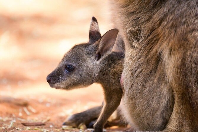 Blue Mountains Private Tour | Koala, Kangaroo, & Waterfalls Day - Leura Mall break: a small reset for coffee and gifts
