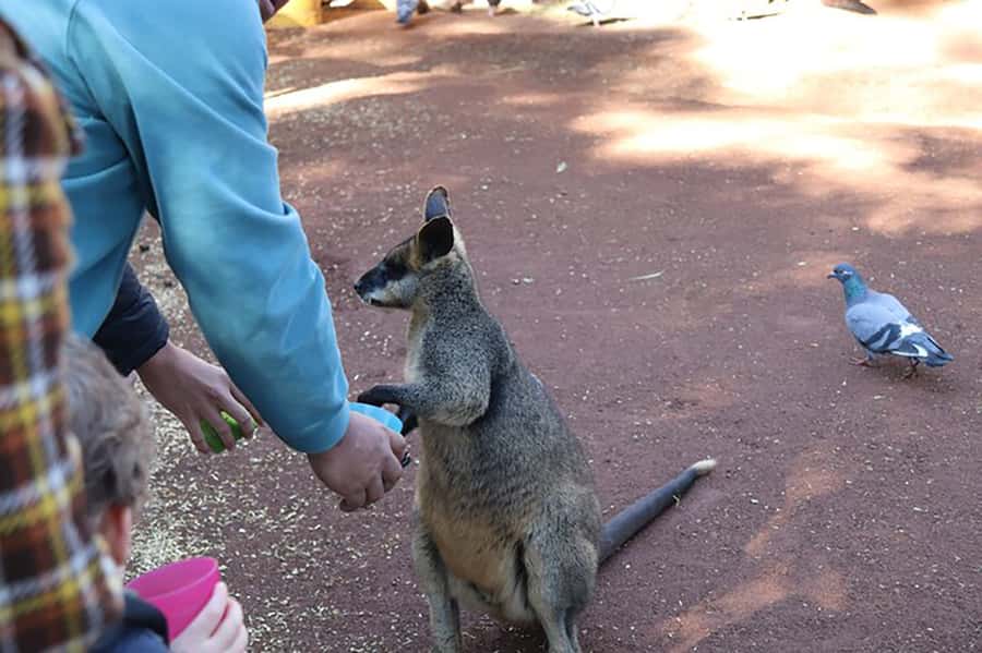 Blue Mountains: Private Tour with Wildlife and River Cruise - A private Blue Mountains day with wildlife, cliff views, and a ferry back