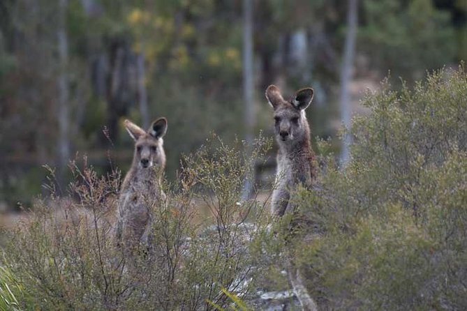 Blue Mountains Small-Group Insider Tour from Sydney - Key points worth knowing