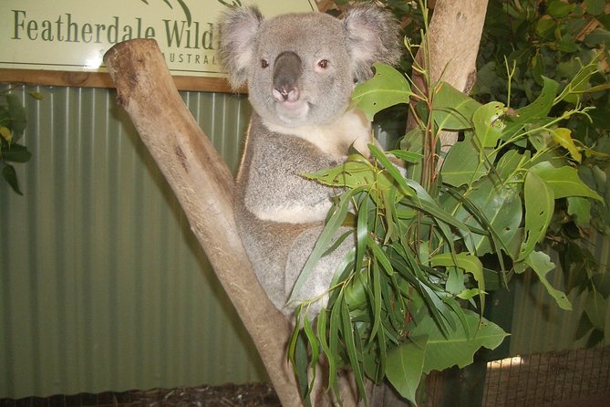 Blue Mountains Tour PRIVATE with Wildlife Park and River Cruise - Echo Point and the Three Sisters: why this stop is the anchor of the day