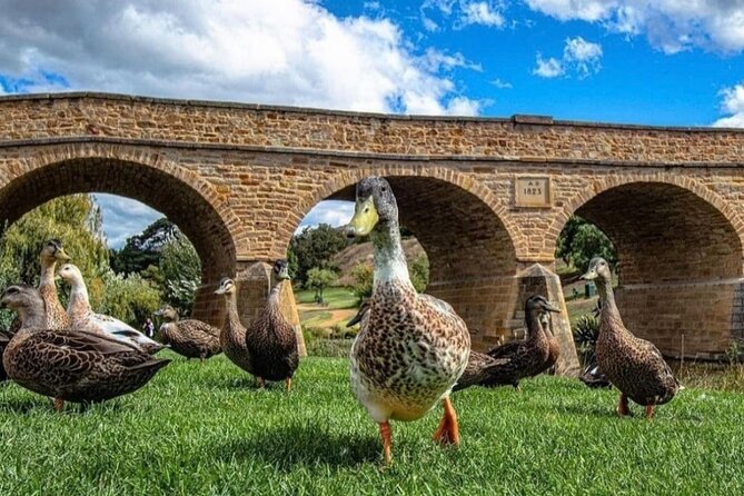 Bonorong Wildlife Park and Richmond Afternoon Tour from Hobart - Should you book this Hobart afternoon combo tour?