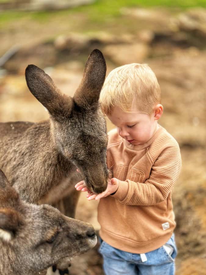 Bonorong Wildlife Sanctuary Half-Day Tour from Hobart - Key Highlights You’ll Really Feel
