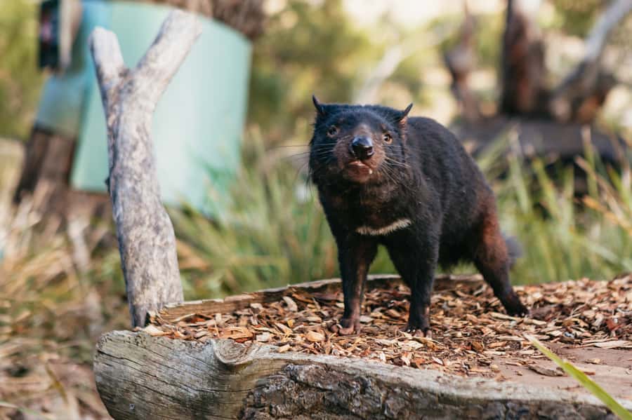 Bonorong Wildlife Sanctuary Half-Day Tour from Hobart - Should You Book the Bonorong and Richmond Half-Day Tour?