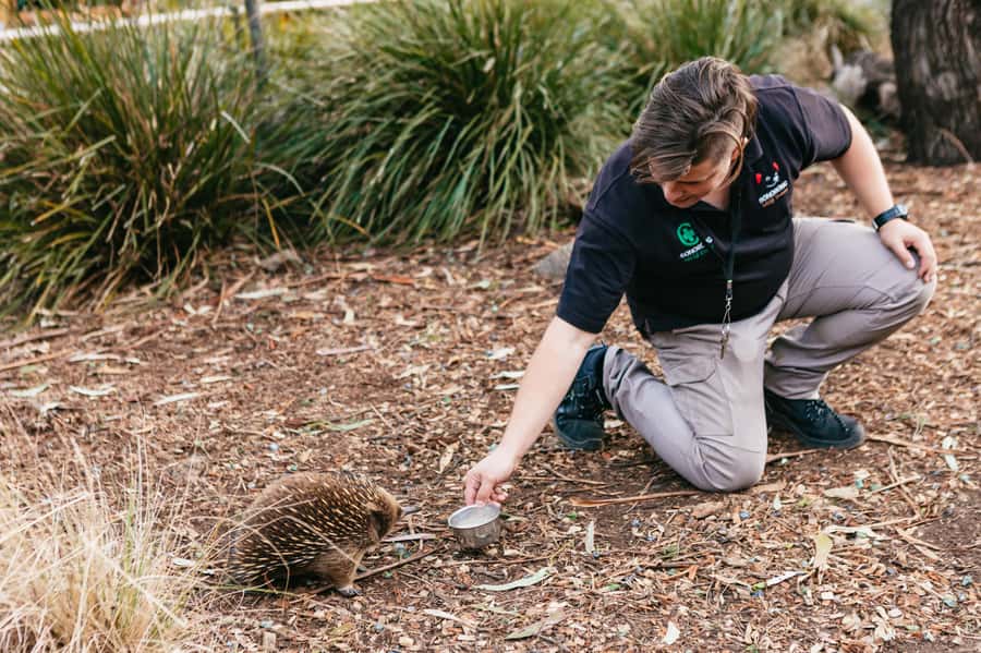 Bonorong Wildlife Sanctuary Half-Day Tour from Hobart - Richmond vs Bonorong: How to Decide Where to Spend Your Attention