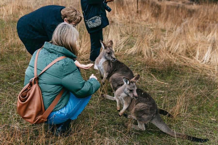 Bonorong Wildlife Sanctuary Half-Day Tour from Hobart - Getting There Comfortably and Planning What to Bring