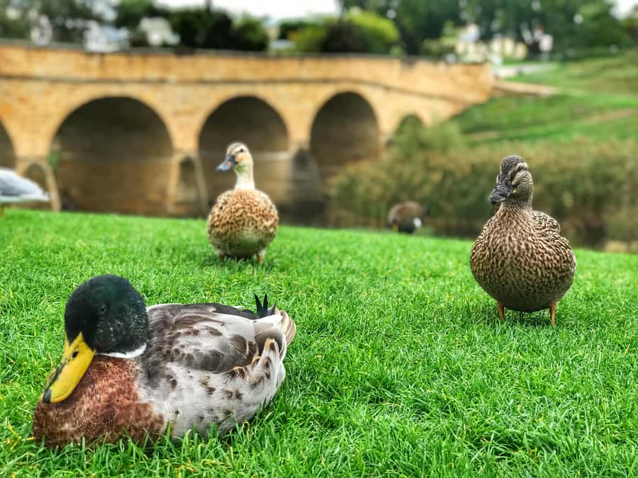 Bonorong Wildlife Sanctuary Half-Day Tour from Hobart - Hobart Outbound: Tasman Bridge to the Coal River Valley