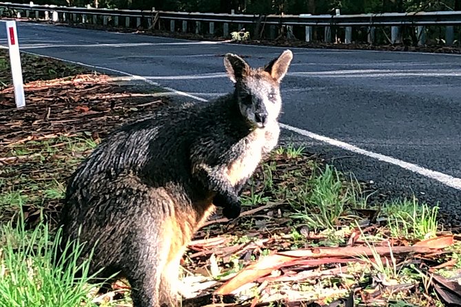Boutique Great Ocean Road, wildlife and Rainforest Experience - Mercedes comfort plus central Melbourne drop off (and no St Kilda detour)