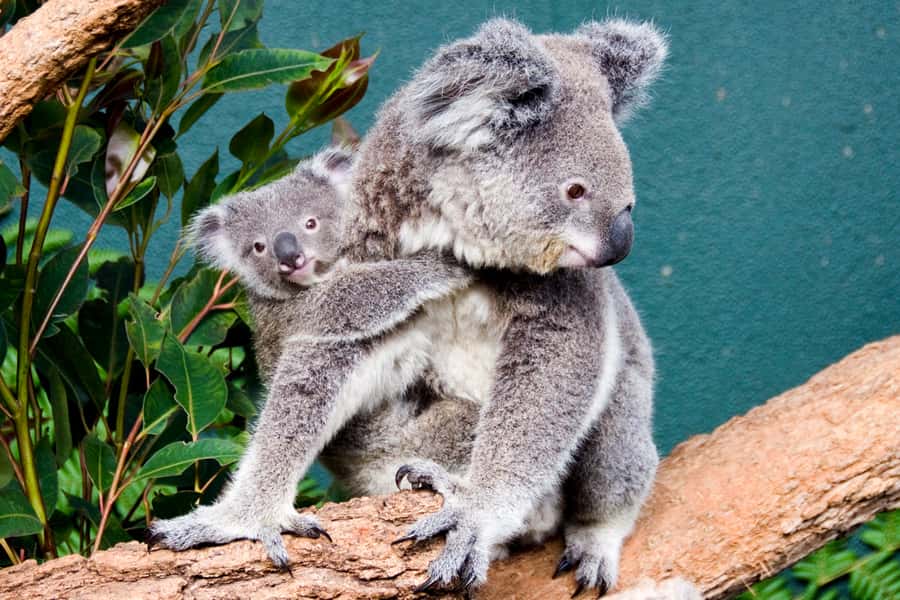 Breakfast with Koalas at WILD LIFE Zoo Darling Harbour - The 7:15 to 9:30 schedule that keeps it calm