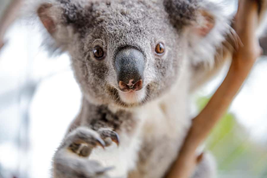 Breakfast with Koalas at WILD LIFE Zoo Darling Harbour - Koala feeding, close-up time, and the included take-home photo