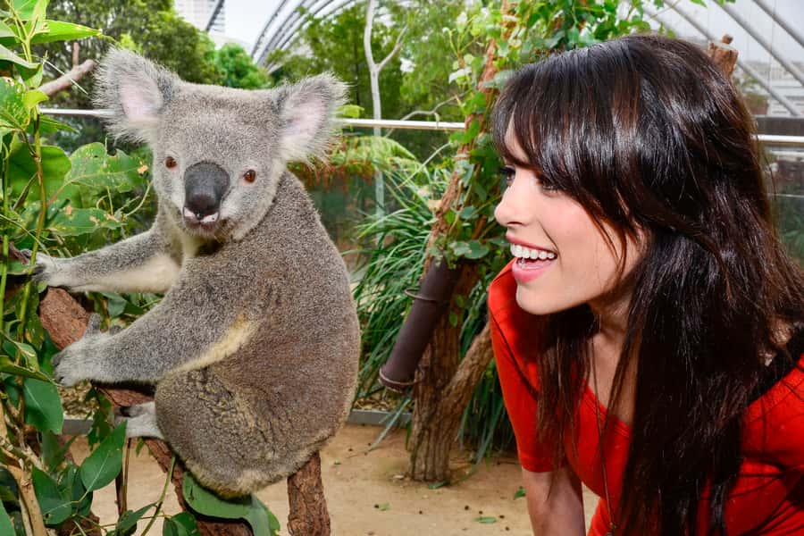 Breakfast with Koalas at WILD LIFE Zoo Darling Harbour - Who this fits best, and who might prefer something else