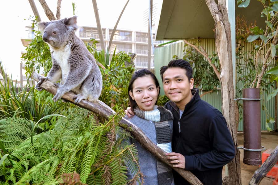 Breakfast with Koalas at WILD LIFE Zoo Darling Harbour - Practical tips for a smooth Darling Harbour koala morning