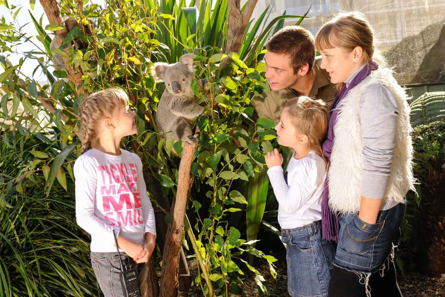 Breakfast with Koalas at WILD LIFE Zoo Darling Harbour - Should you book Breakfast with Koalas at WILD LIFE Sydney Zoo?