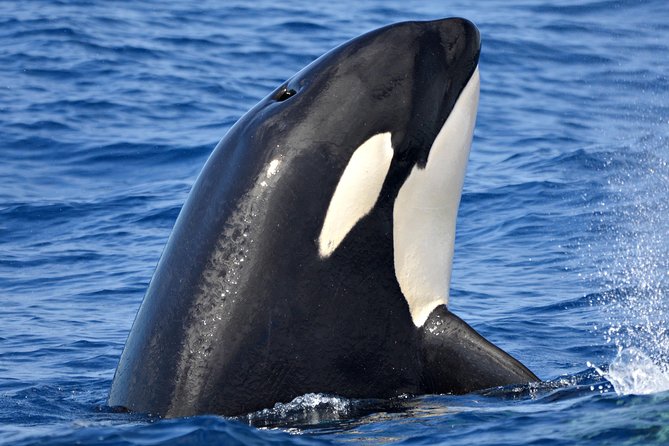 Bremer Bay Orca Experience - Key points before you go