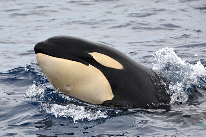 Bremer Bay Orca Experience - Setting off from Bremer Bay Boat Harbour at 8:00am