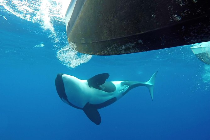 Bremer Bay Orca Experience - Price and value: what $286.18 buys you for 8 hours