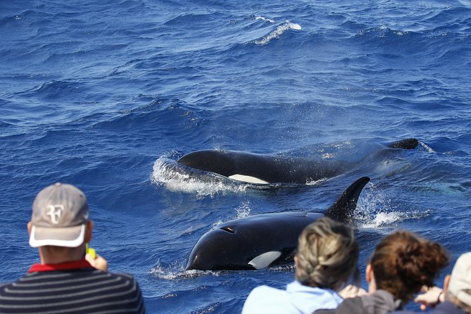 Bremer Canyon Killer Whale (Orca) Expedition - Key Highlights to Know Before You Go