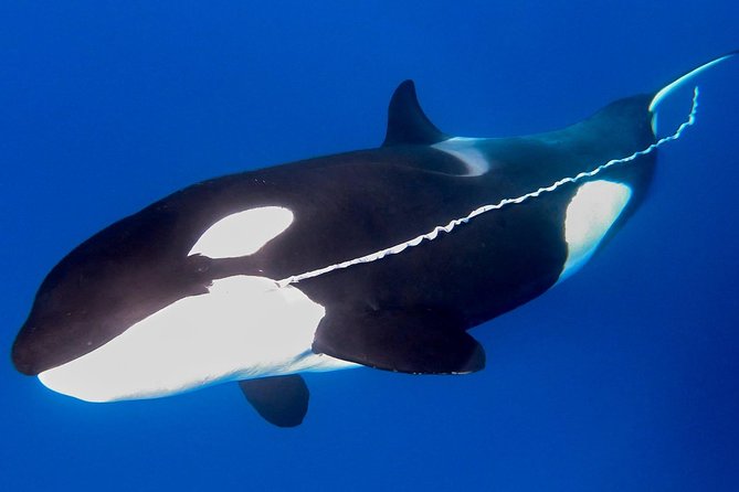 Bremer Canyon Killer Whale (Orca) Expedition - The 23-Metre Catamaran: Comfort, Stability, and Motion