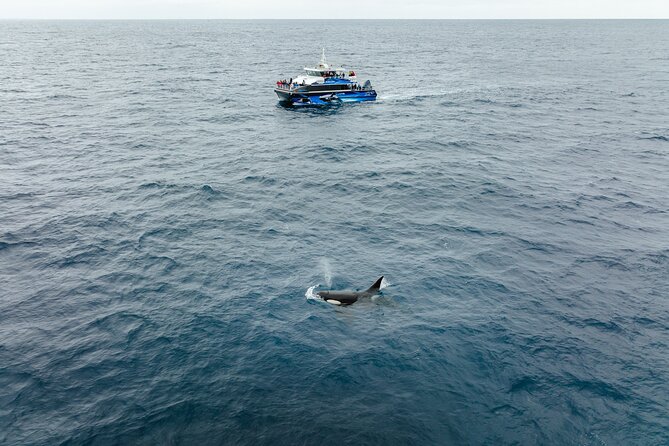 Bremer Canyon Killer Whale (Orca) Expedition - What You Can Expect to See Beyond Orcas