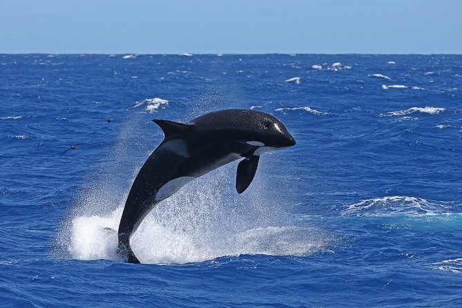 Bremer Canyon Killer Whale (Orca) Expedition - Price and Value: Is $286.18 Worth It?