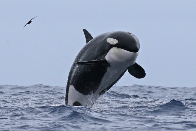 Bremer Canyon Killer Whale (Orca) Expedition - A Full Day on the Water: Food, Breaks, and Pace