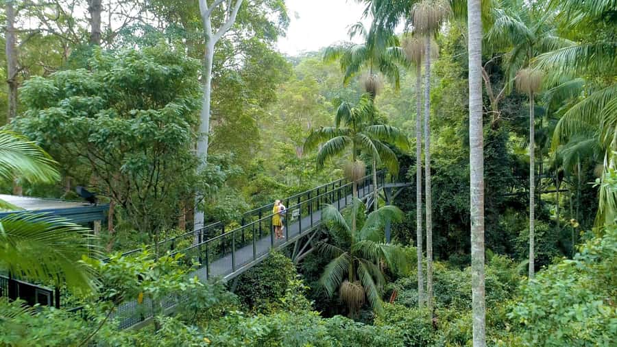 Brisbane: Daytime Glow Worm Caves Hop-on Hop-off Bus Tour - Key things to know before you go