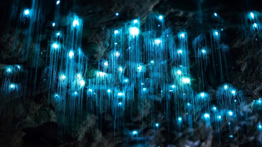 Brisbane: Daytime Glow Worm Caves Hop-on Hop-off Bus Tour - Inside the cave: a guided walk (about 40 minutes) built for close-up viewing