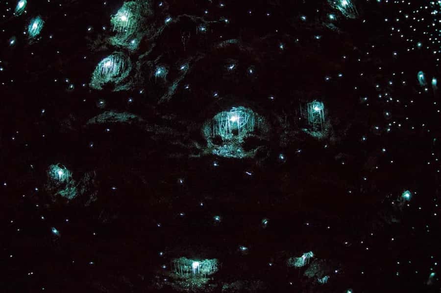 Brisbane: Daytime Glow Worm Caves Hop-on Hop-off Bus Tour - Should you book this Brisbane to Tamborine Mountain day trip?