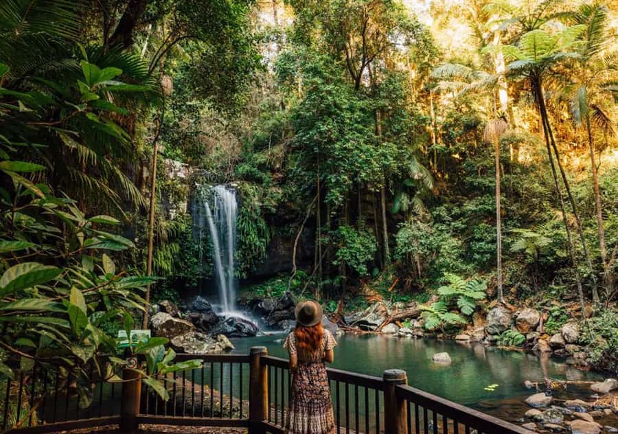 Brisbane: Hop on Hop off Bus to Tamborine Mountain - Key details to know before you go