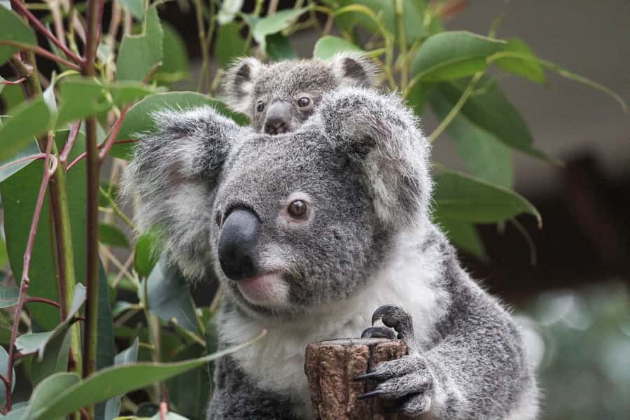 Brisbane: Lone Pine Koala Sanctuary Day Pass - Key Things You’ll Notice