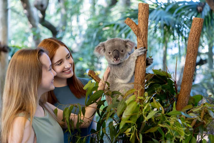 Brisbane: Lone Pine Koala Sanctuary Day Pass - Brisbane’s Lone Pine Koala Sanctuary Day Pass: What the Ticket Buys You
