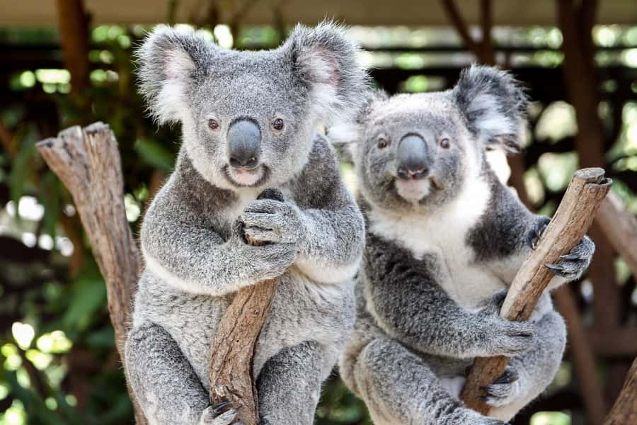 Brisbane: Lone Pine Koala Sanctuary Day Pass - Koalas Up Close: What You Can Expect From the Main Attraction