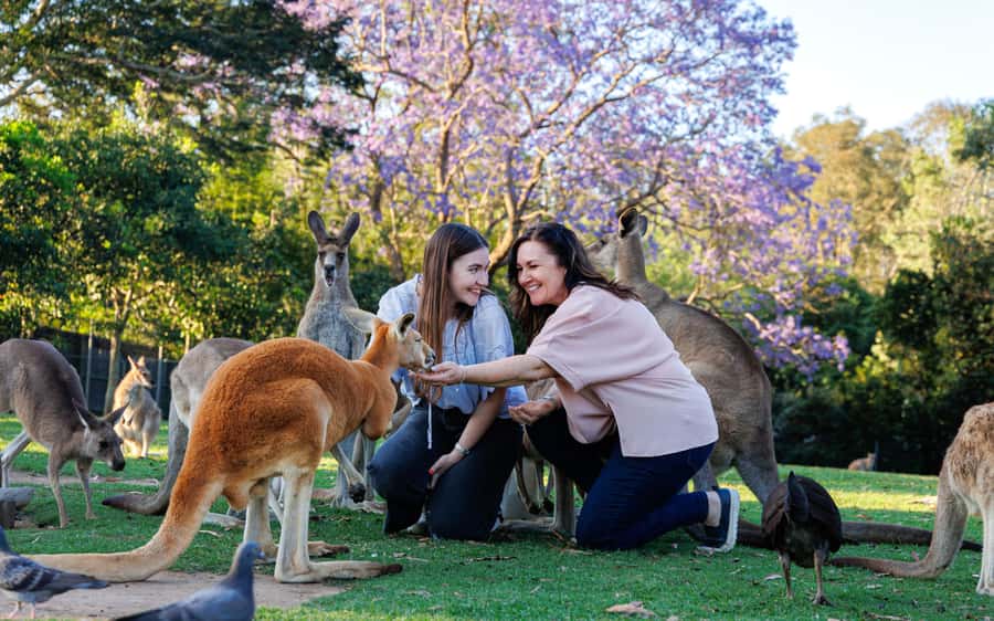Brisbane: Lone Pine Koala Sanctuary Day Pass - Shows and Keeper Talks: How to Build a Smarter Day