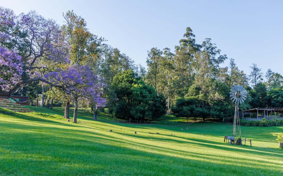 Brisbane: Lone Pine Koala Sanctuary Day Pass - Timing Reality Check: Why Your Visit Time Changes What You See