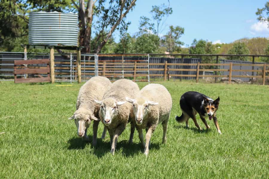Brisbane: Lone Pine Koala Sanctuary Day Pass - What to Pack and What You Must Leave Behind