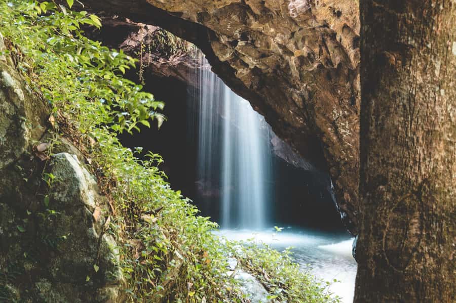 Brisbane: Rainforests, Waterfalls and Glow Worm Cave Tour - Rainforests and glow worms from Brisbane, without the planning headache