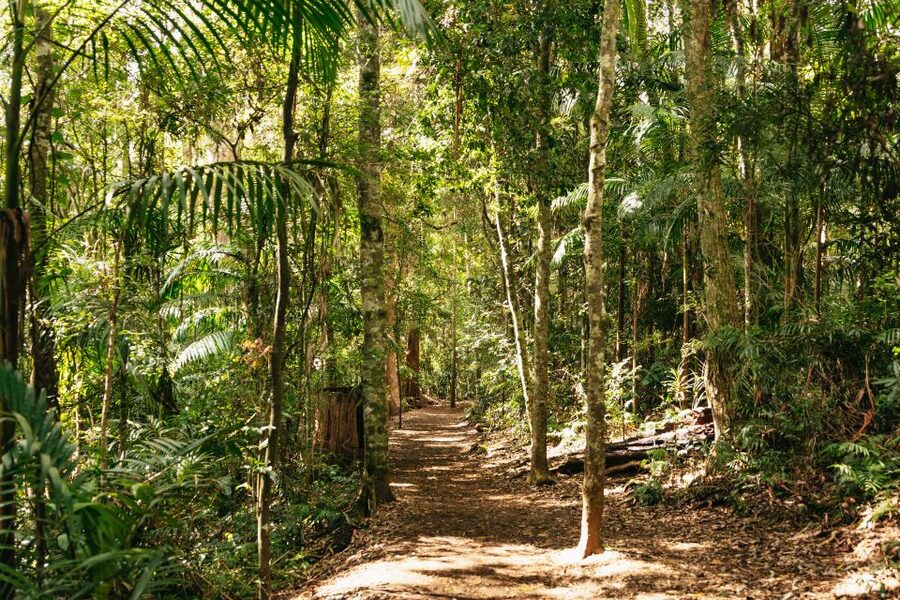 Brisbane: Rainforests, Waterfalls and Glow Worm Cave Tour - Cedar Creek Glow Worm Caves: the main event, done the educational way