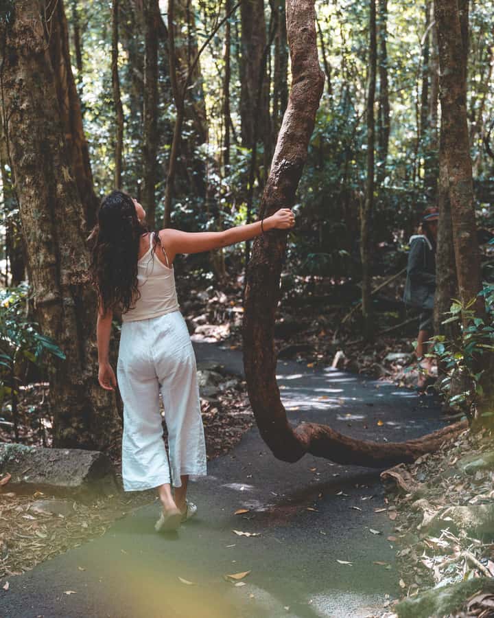 Brisbane: Rainforests, Waterfalls and Glow Worm Cave Tour - Price and value: what $133 gets you for this full-day route