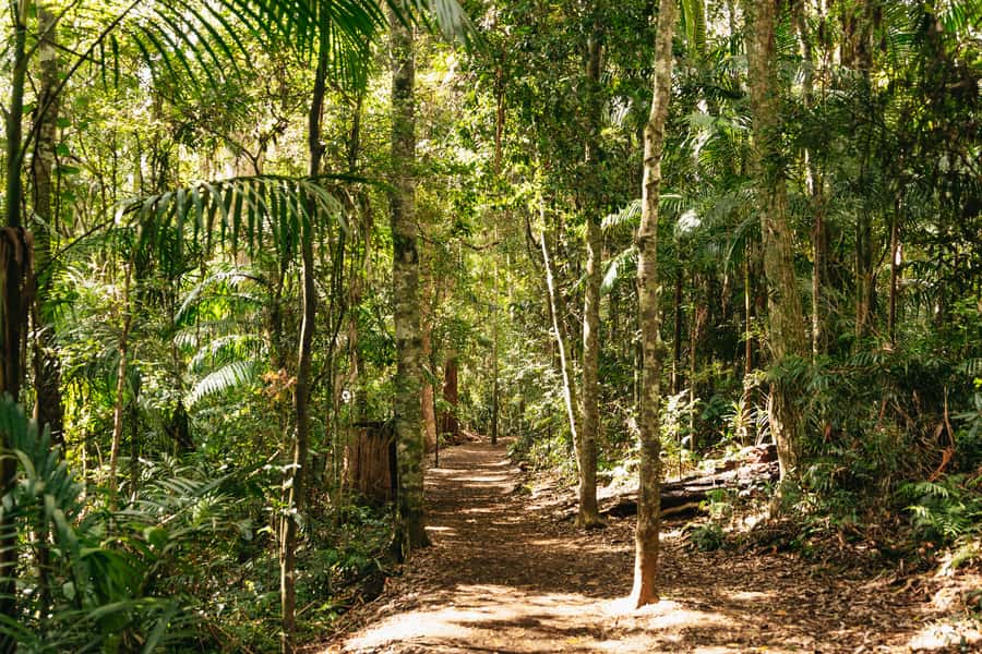 Brisbane: Rainforests, Waterfalls and Glow Worm Cave Tour - Curtis Falls Walking Track on Tamborine Mountain (your first rainforest reset)