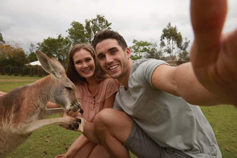 Brisbane River Cruise and Koala Sanctuary Visit - The big idea: a Brisbane river morning that feels like a wildlife detour