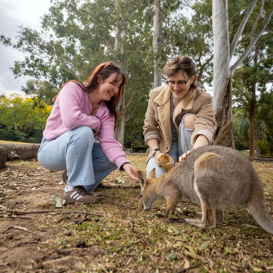 Brisbane River Cruise and Koala Sanctuary Visit - The river route: from city towers to waterside suburbs