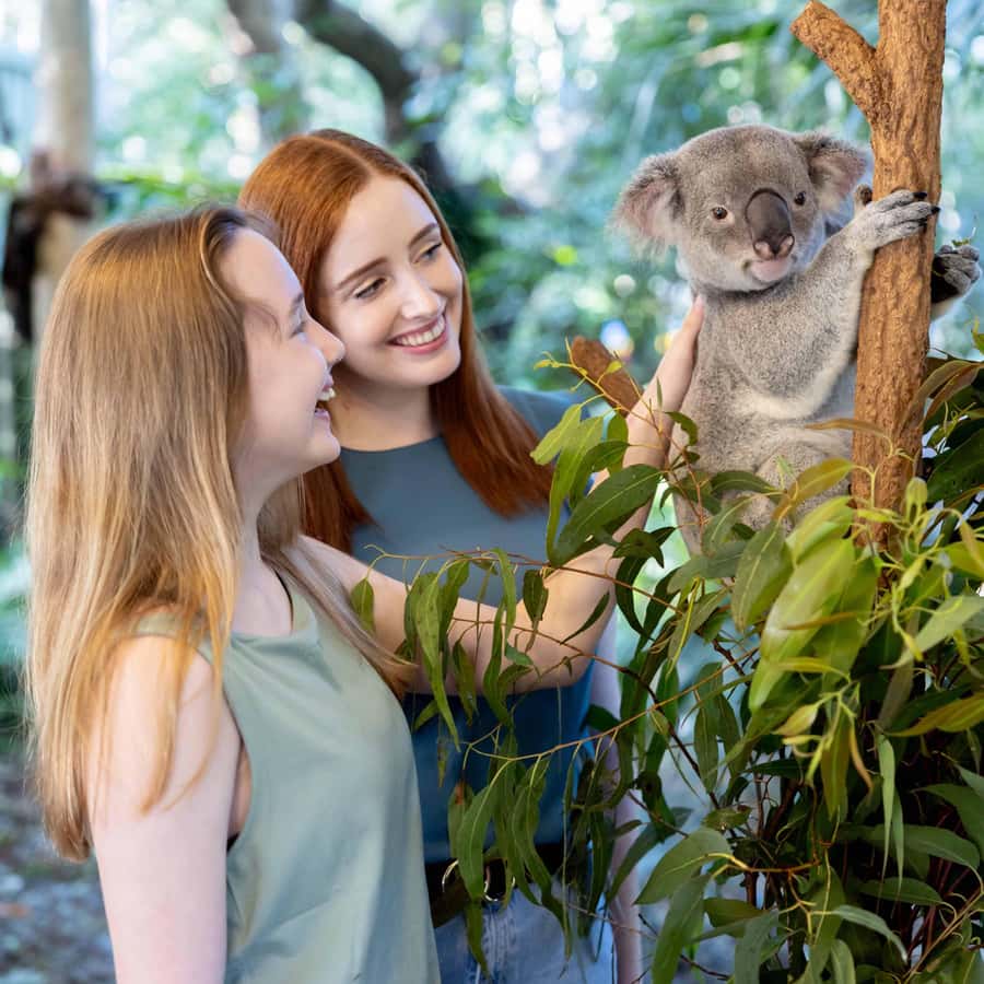 Brisbane River Cruise and Koala Sanctuary Visit - Inside Lone Pine: 130+ koalas plus the rest of the animal lineup