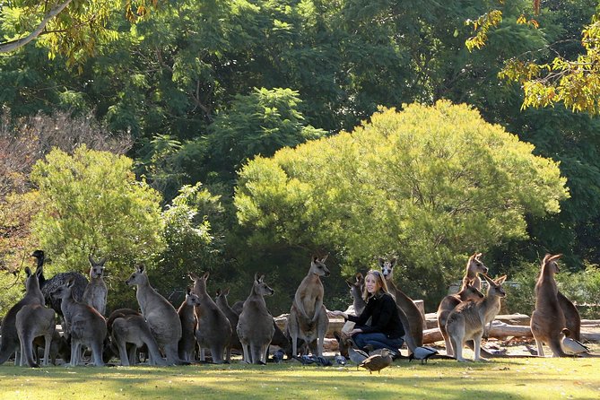 Brisbane River Cruise with entry to Lone Pine Koala Sanctuary - Quick highlights you can bank on
