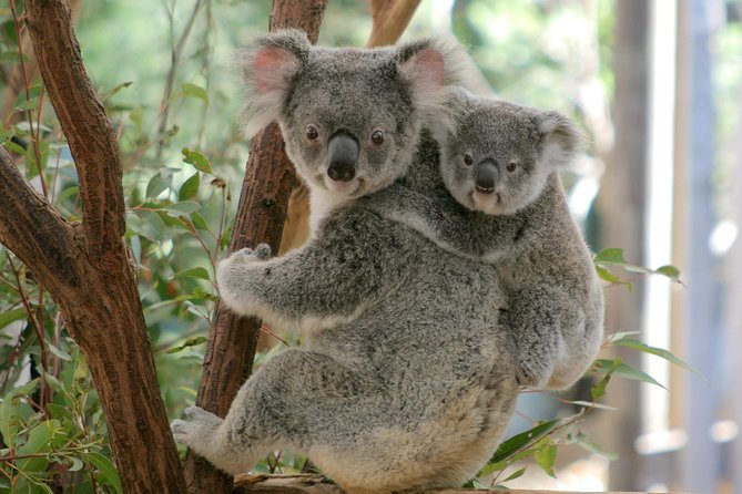 Brisbane River Cruise with entry to Lone Pine Koala Sanctuary - Meeting on Southbank: where the Brisbane River cruise starts